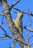 West Indian Woodpecker